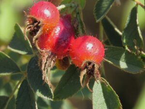 apfel rose (rosa villosa)