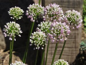 berg lauch (allium montanum)
