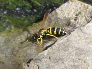 haus feldwespe (polistes dominula)