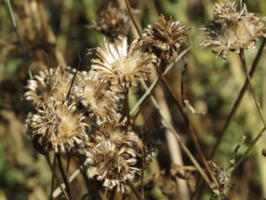 skabiosen flockenblume (centaurea scabiosa), verblühte blütenstände
