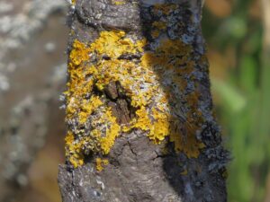 wand gelbflechte (xanthoria parietina)