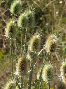 wilde karde (dipsacus sylvestris)