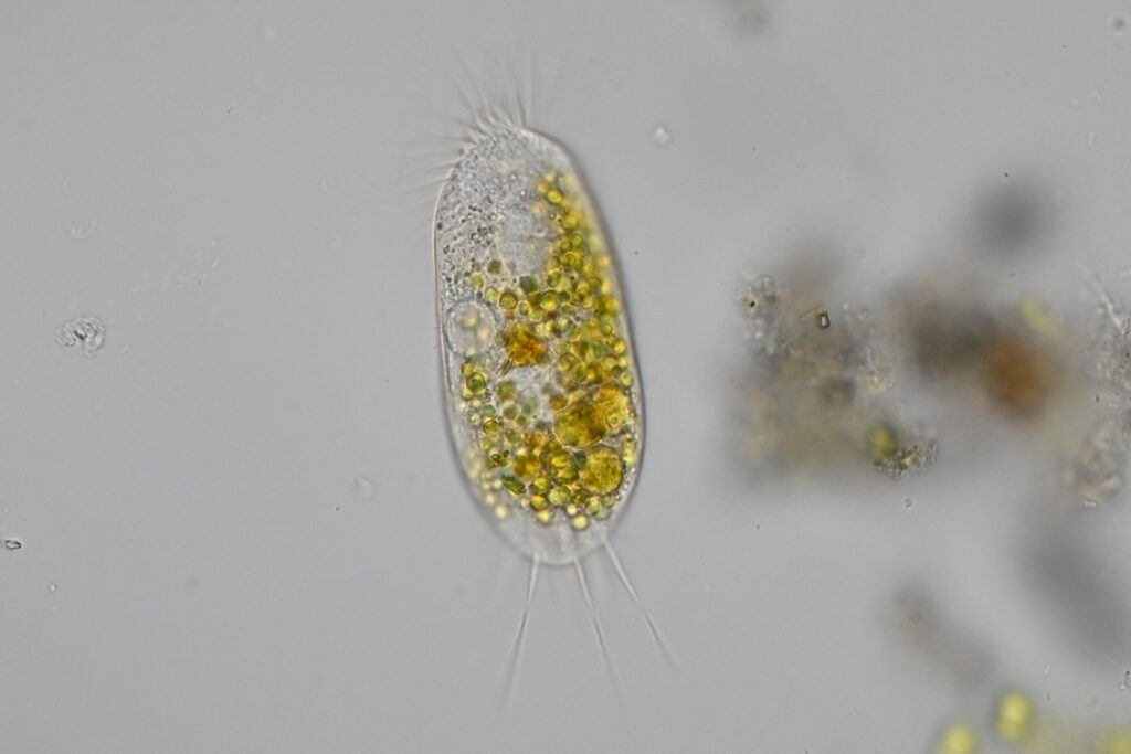 signal 2026 03 01 07 54 31 530 1