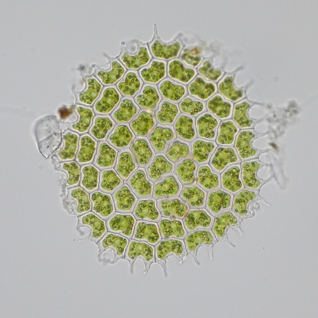 signal 2026 03 01 07 54 31 530