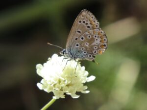 vermutlich silbergrüner bläuling (polyommatus coridon)