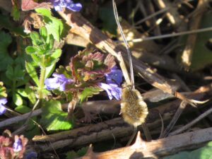 img 3733 b